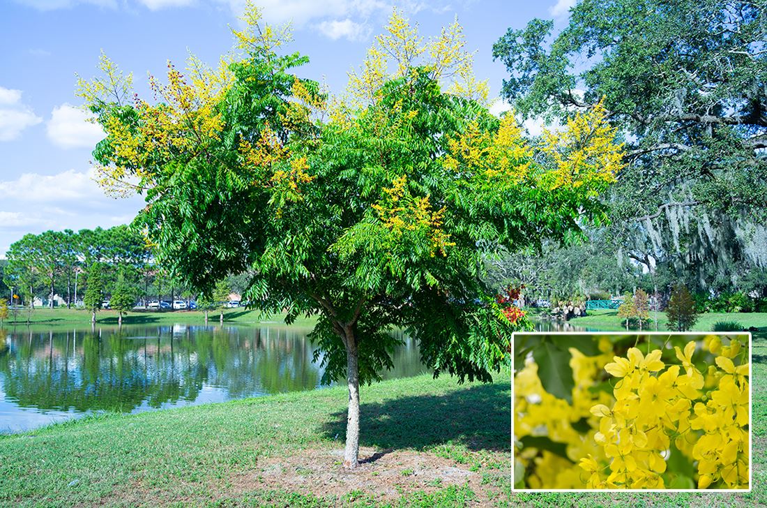 Golden Rain Tree