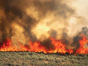 Wildfire